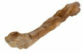 Excellent Struthiomimus Femur With Metal Stand - Montana #113408-2